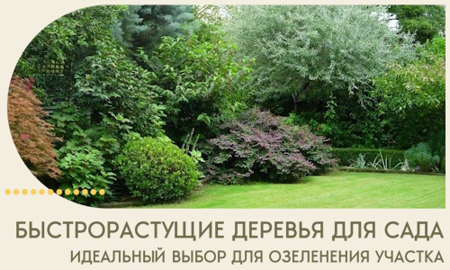 Быстрорастущие деревья для сада идеальный выбор в Орске