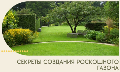Секреты создания роскошного газона в Орске